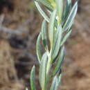 Plancia ëd <i>Xiphotheca phylicoides</i>