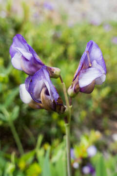 Image of Lathyrus magellanicus Lam.