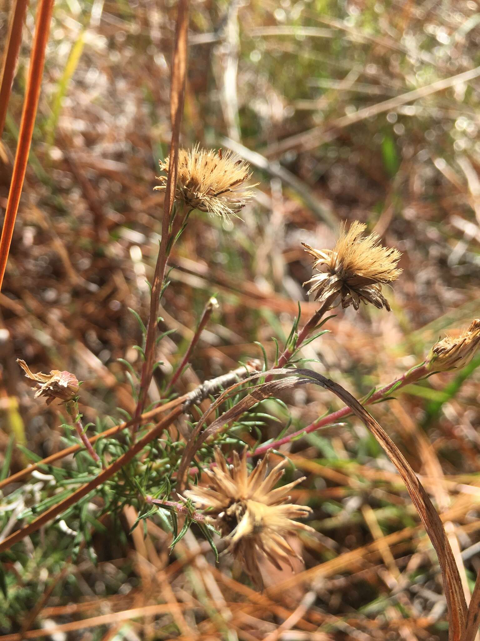 Imagem de Ionactis linariifolia (L.) Greene