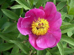 Image of Common Peony