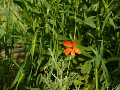 Image of Papaver laevigatum M. Bieb.