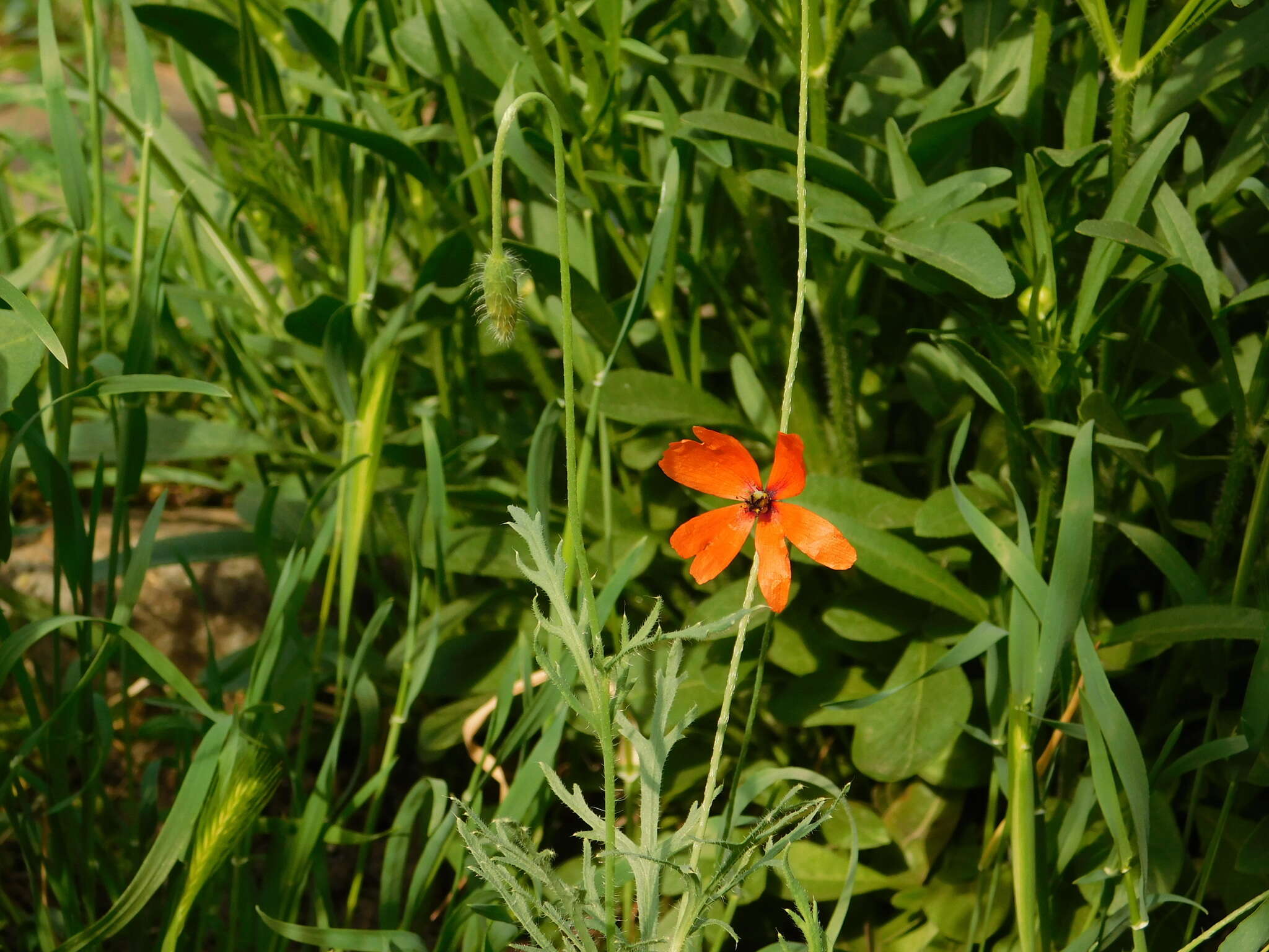 Image of Papaver laevigatum M. Bieb.