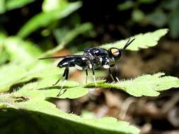 Image of Cyphomyia varipes Gerstaecker 1857