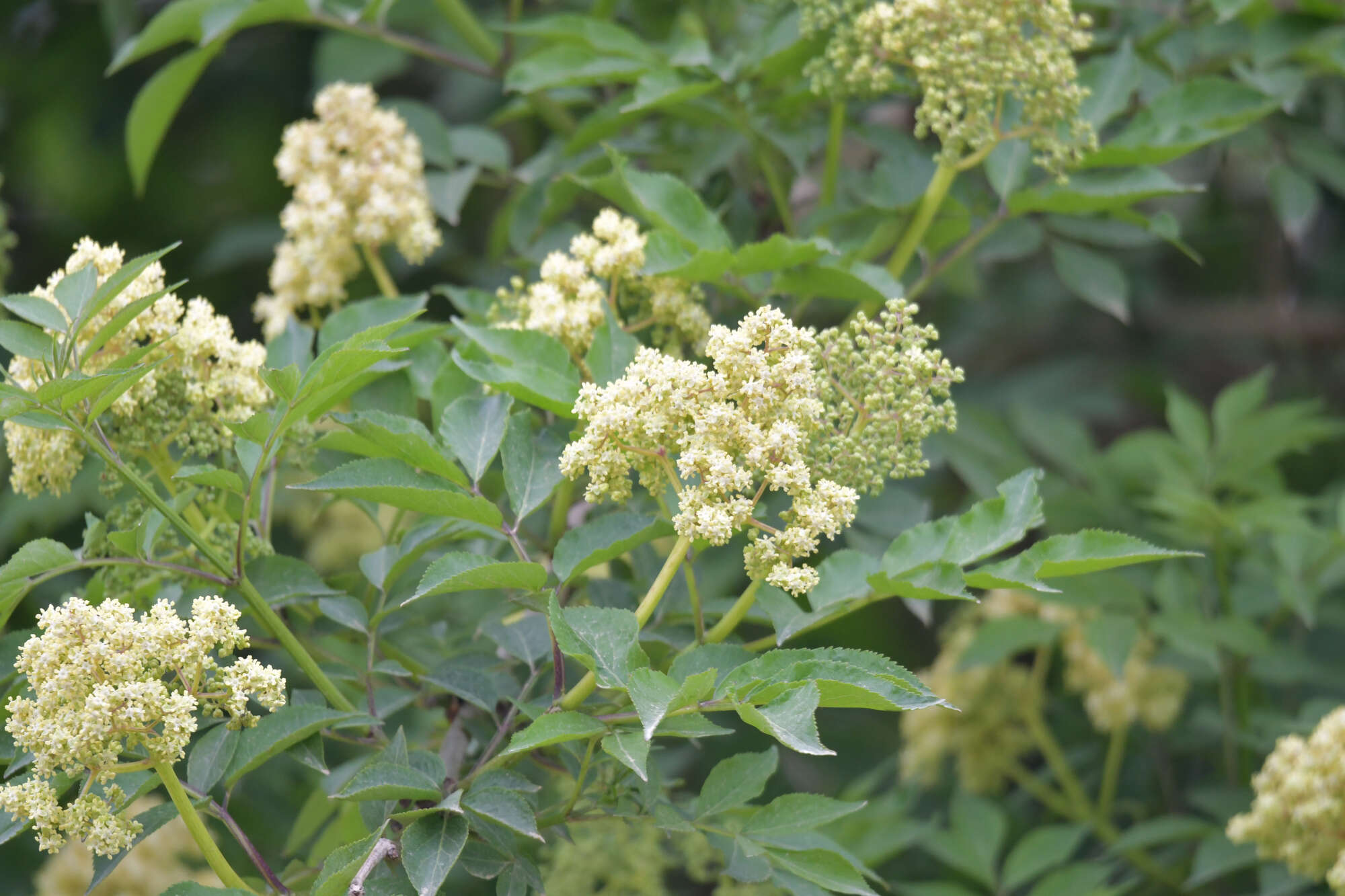 Image of Sambucus williamsii Hance