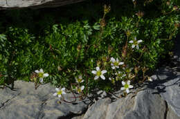 Sivun Saxifraga praetermissa D. A. Webb kuva