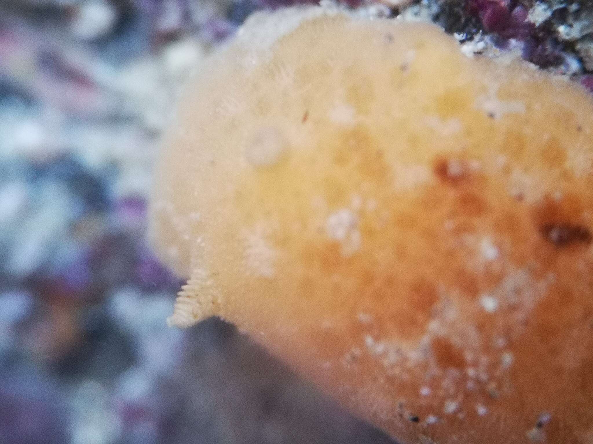 Image of grey sea slug