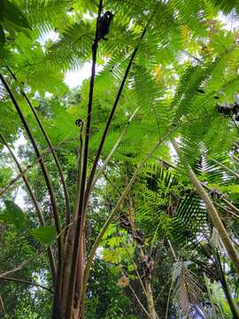 Image de Cyathea arborea (L.) Sm.