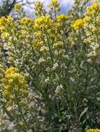 Sivun Alyssum calycocarpum Rupr. kuva