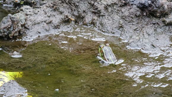 Image of Fukien Gold-striped Pond Frog