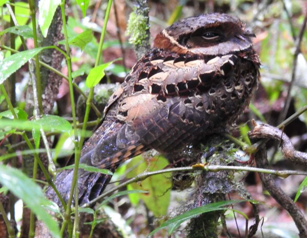 Image of Collared Nightjar