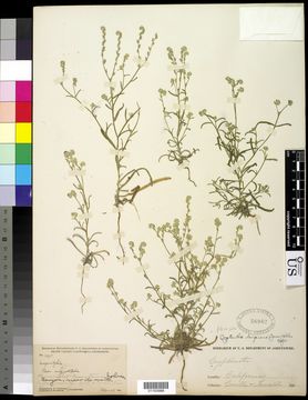Image of gravelbar cryptantha