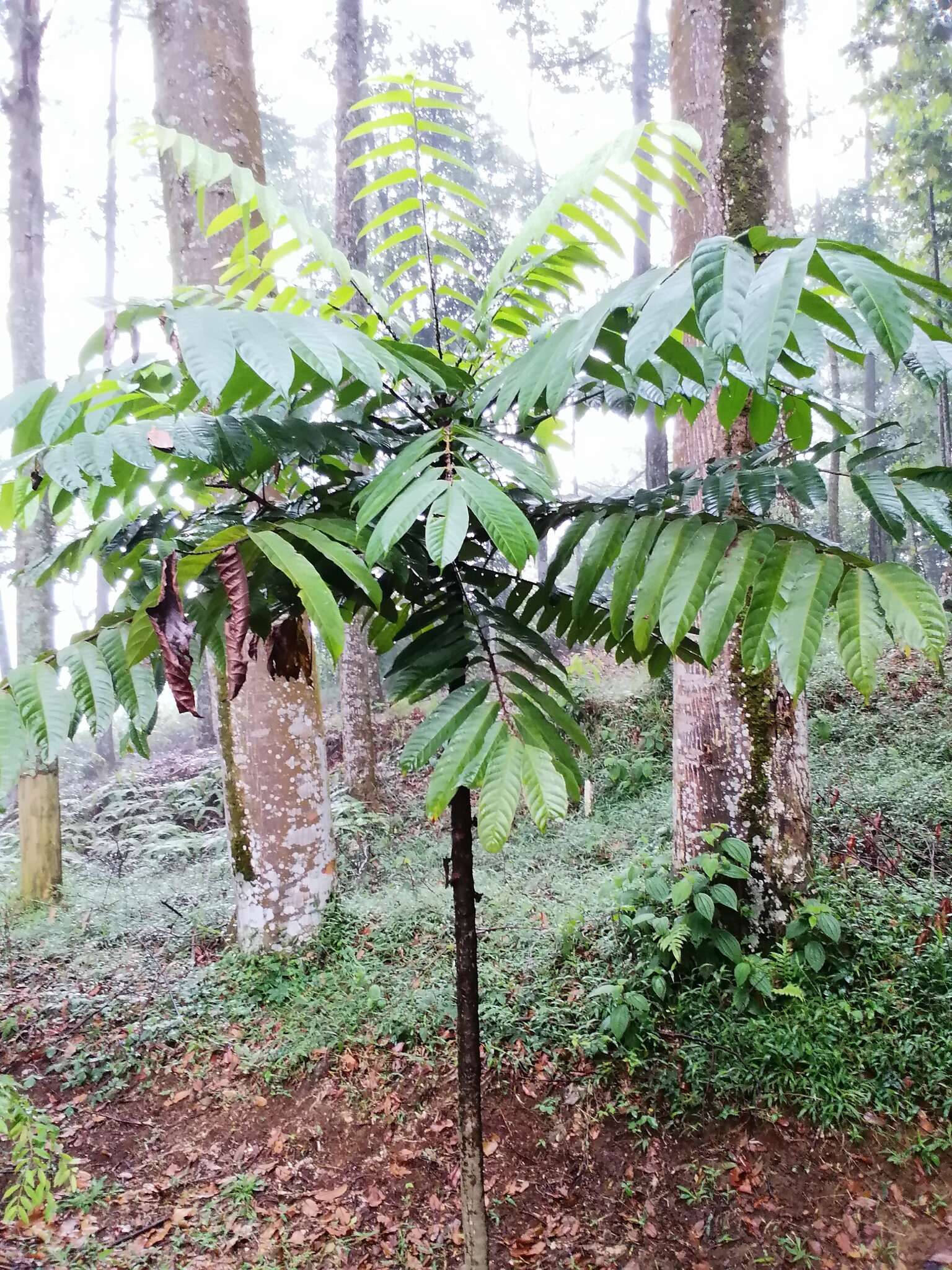 Image of Argus pheasant tree