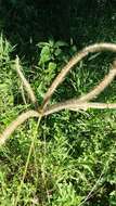 Image of Fringed Windmill Grass