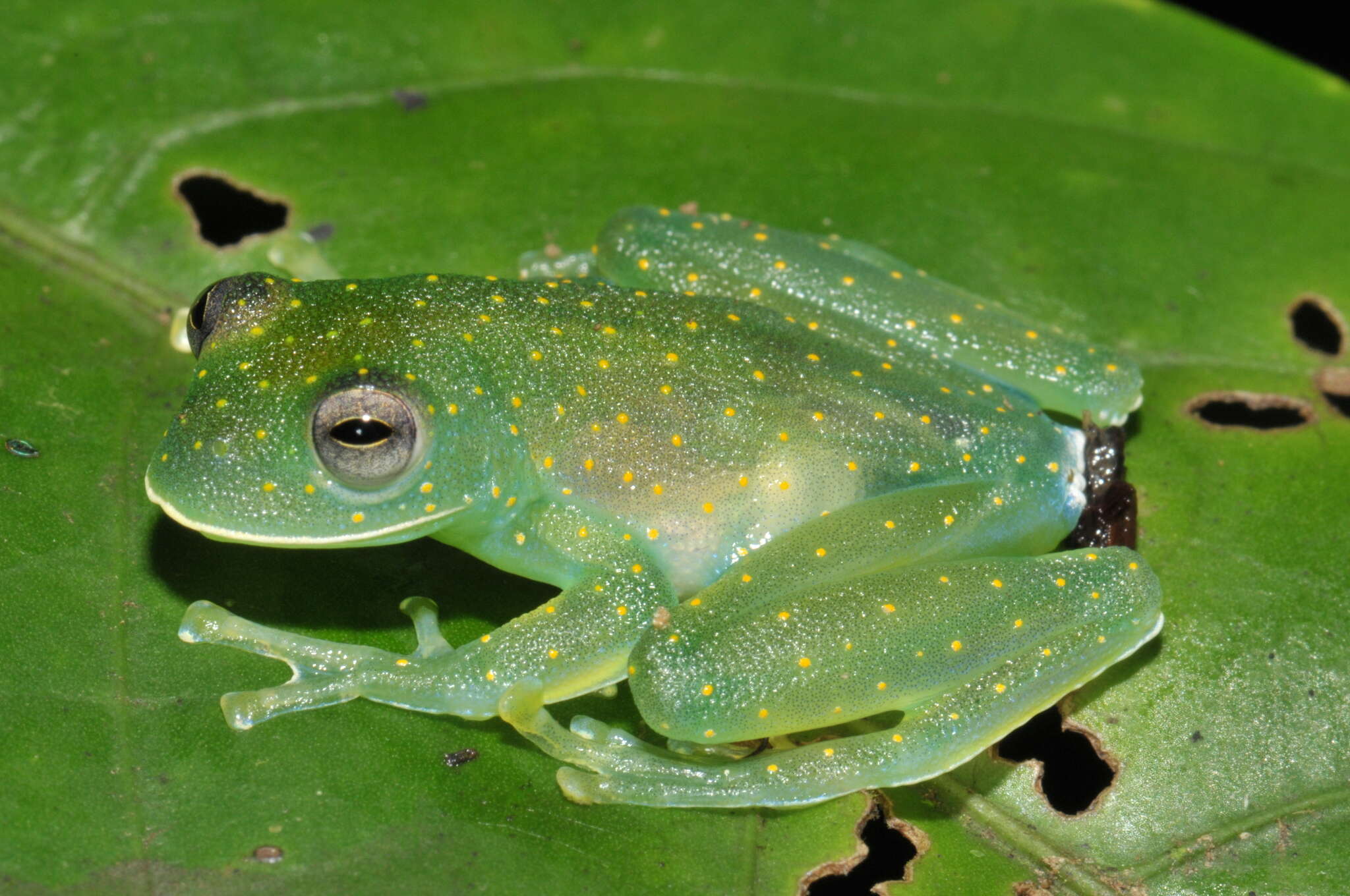 Image of San Jose Cochran Frog