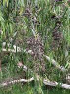 Image of river peppermint gum