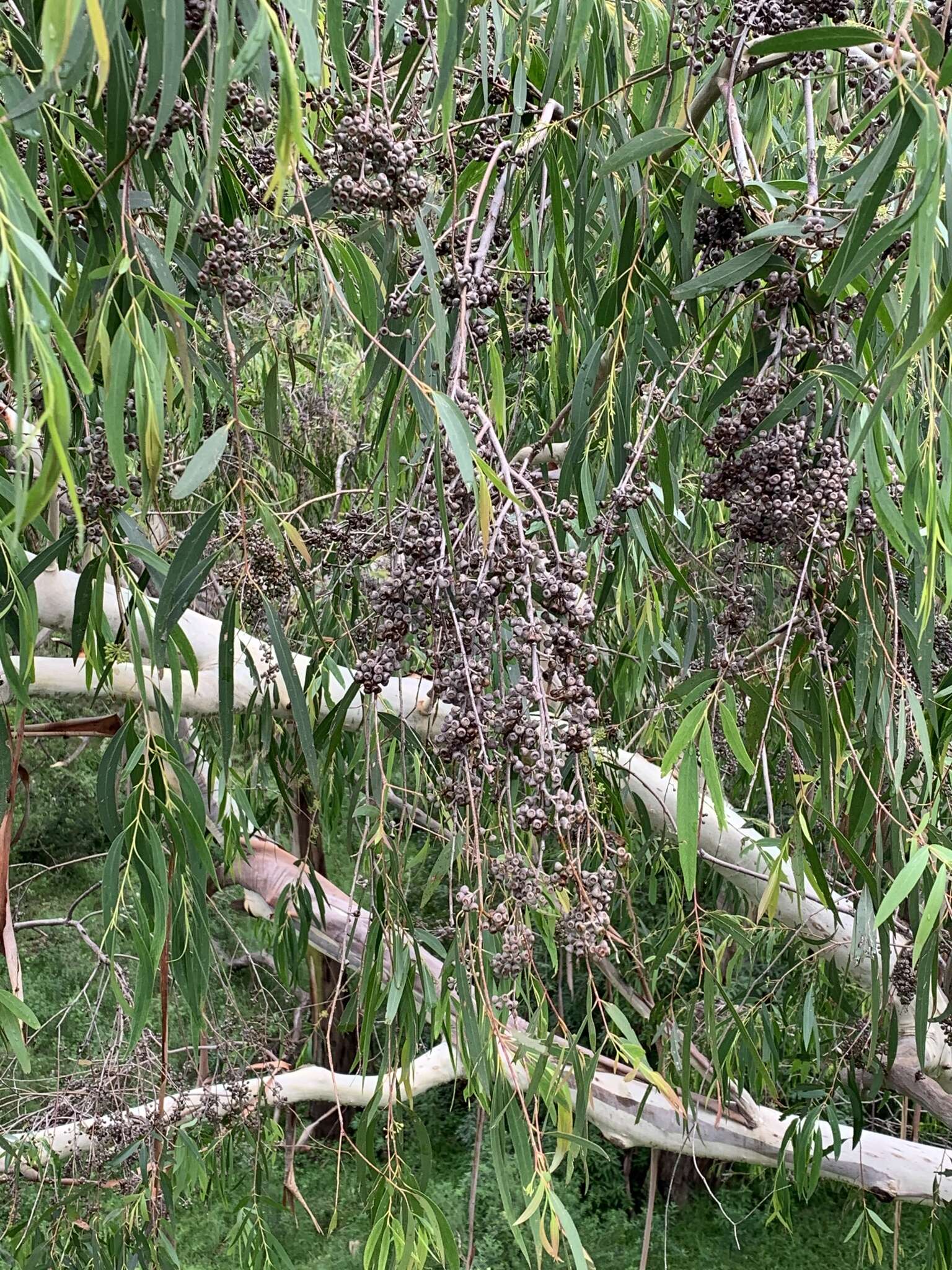 Sivun Eucalyptus elata Dehnh. kuva