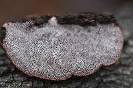 Image of Phaeotrametes decipiens (Berk.) J. E. Wright 1966