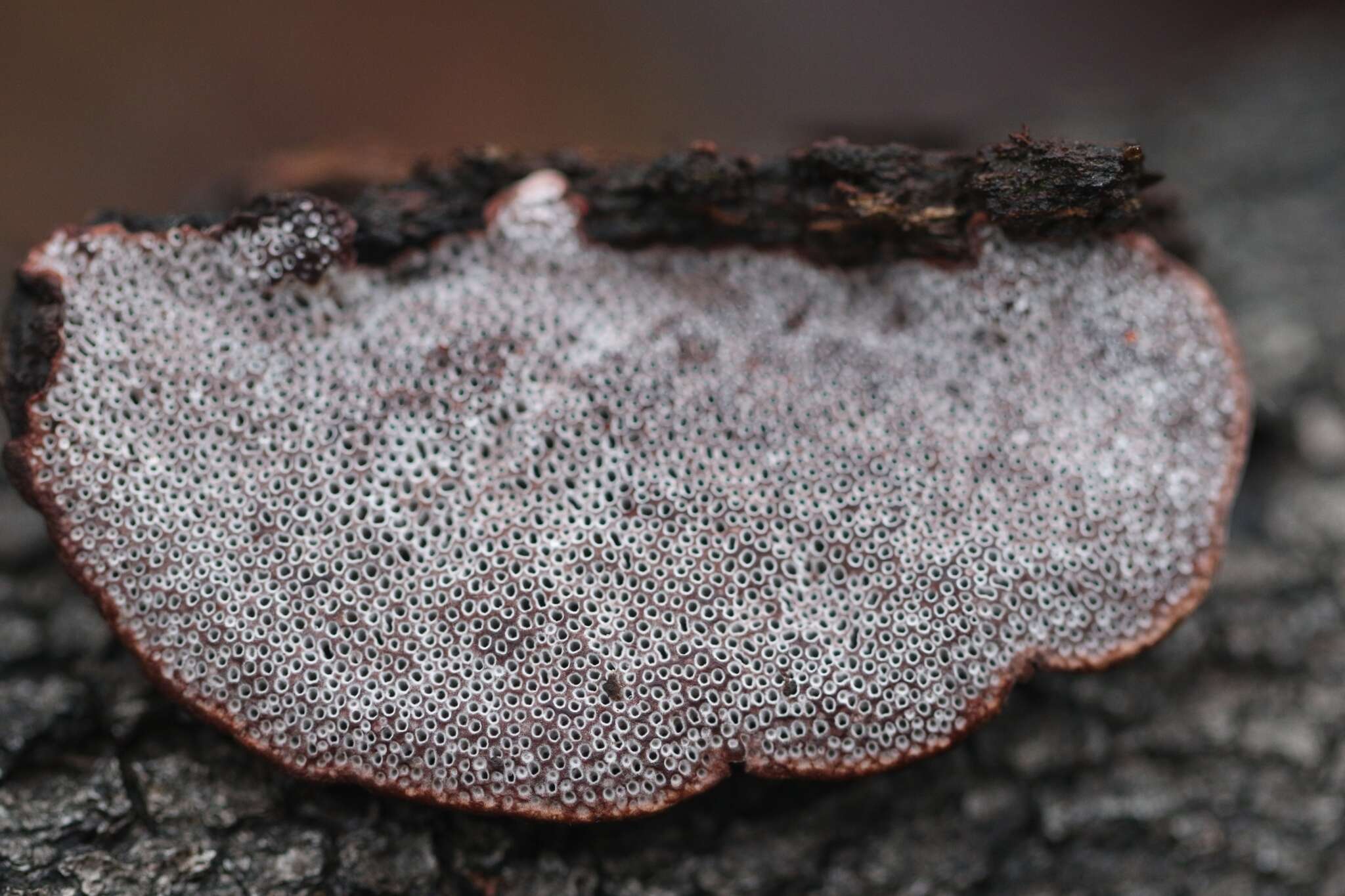 Image de Phaeotrametes decipiens (Berk.) J. E. Wright 1966