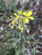 صورة Erysimum maremmanum