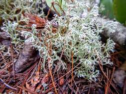 Image of reindeer lichen