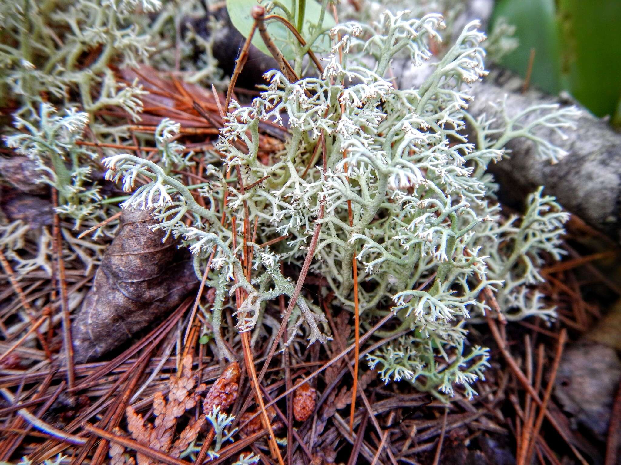 Cladonia arbuscula subsp. mitis (Sandst.) Ruoss resmi