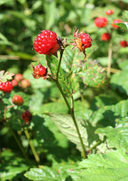 Image of Rubus crataegifolius Bunge