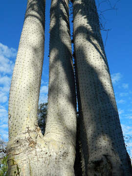 Imagem de Pachypodium mikea Lüthy