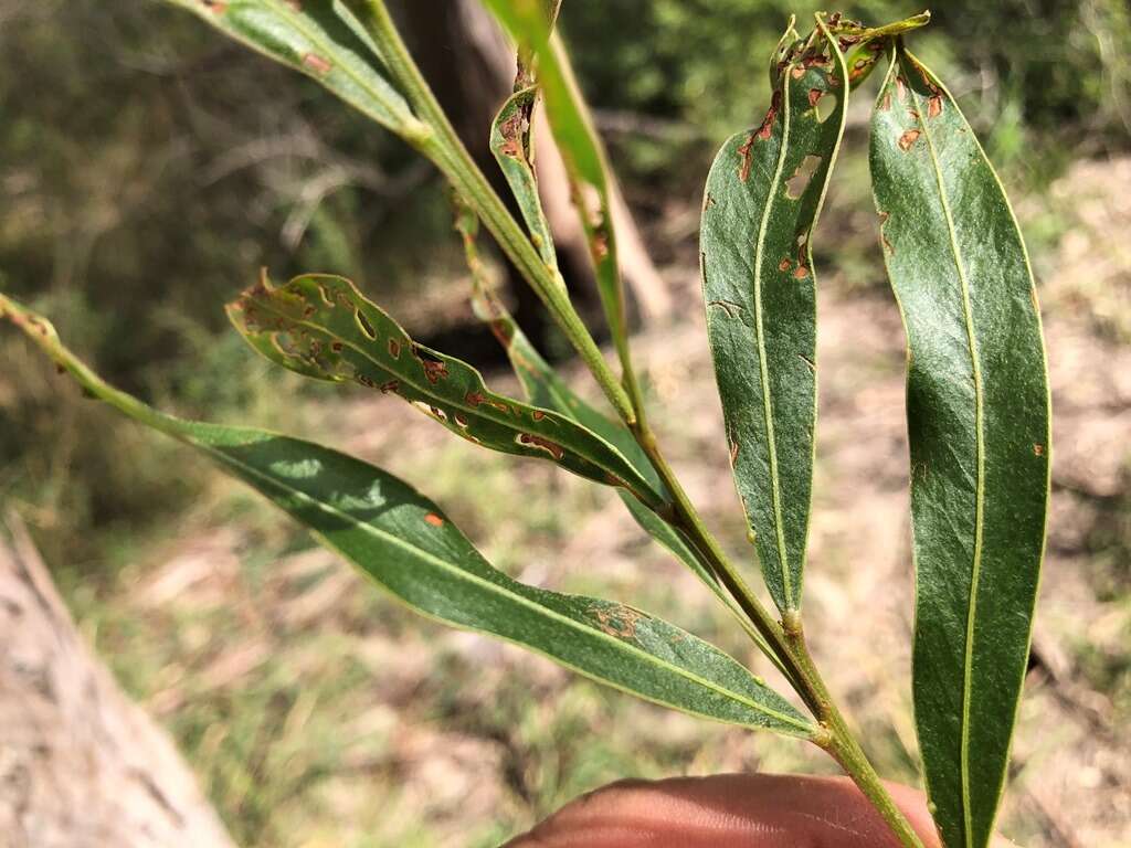 Image of Acacia neriifolia A. Cunn. ex Benth.