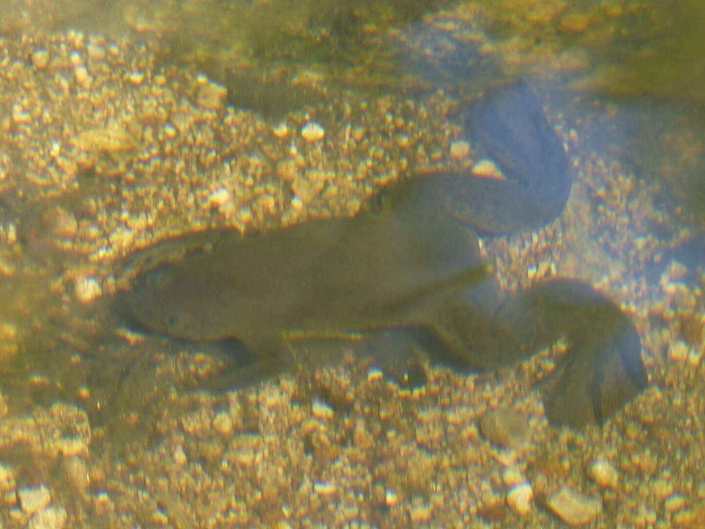 Image of Muller's clawed frog