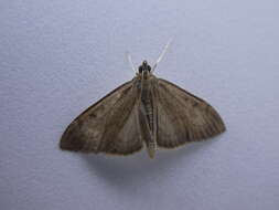Image of <i>Anania mysippusalis</i>