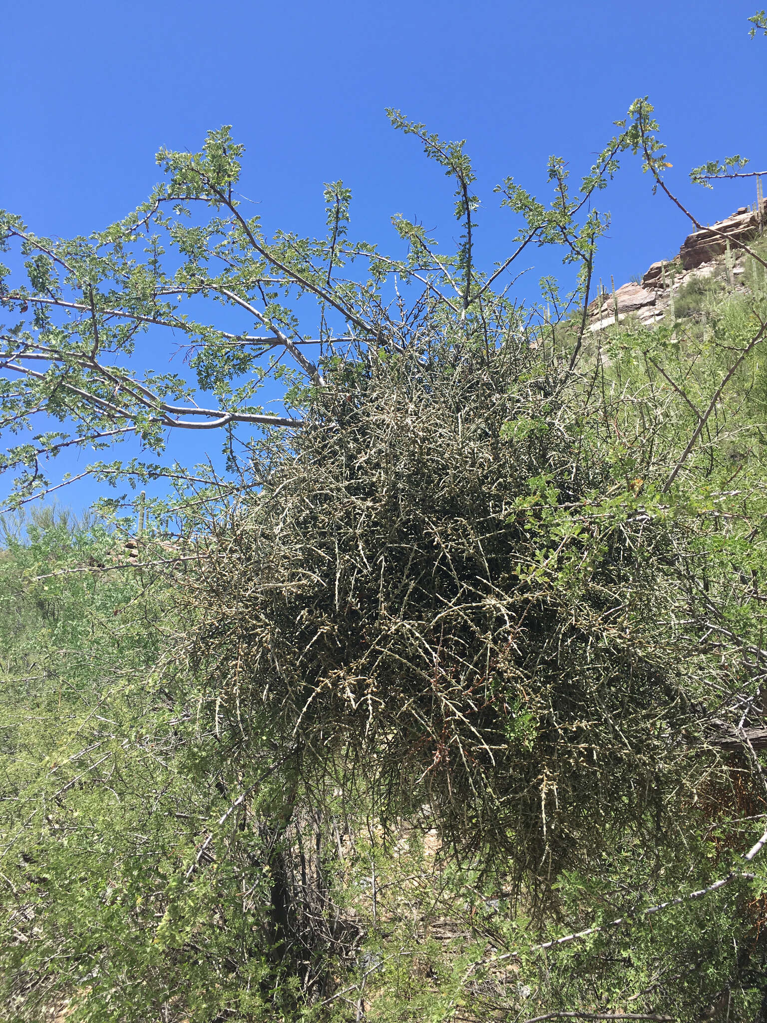 Image of mesquite mistletoe