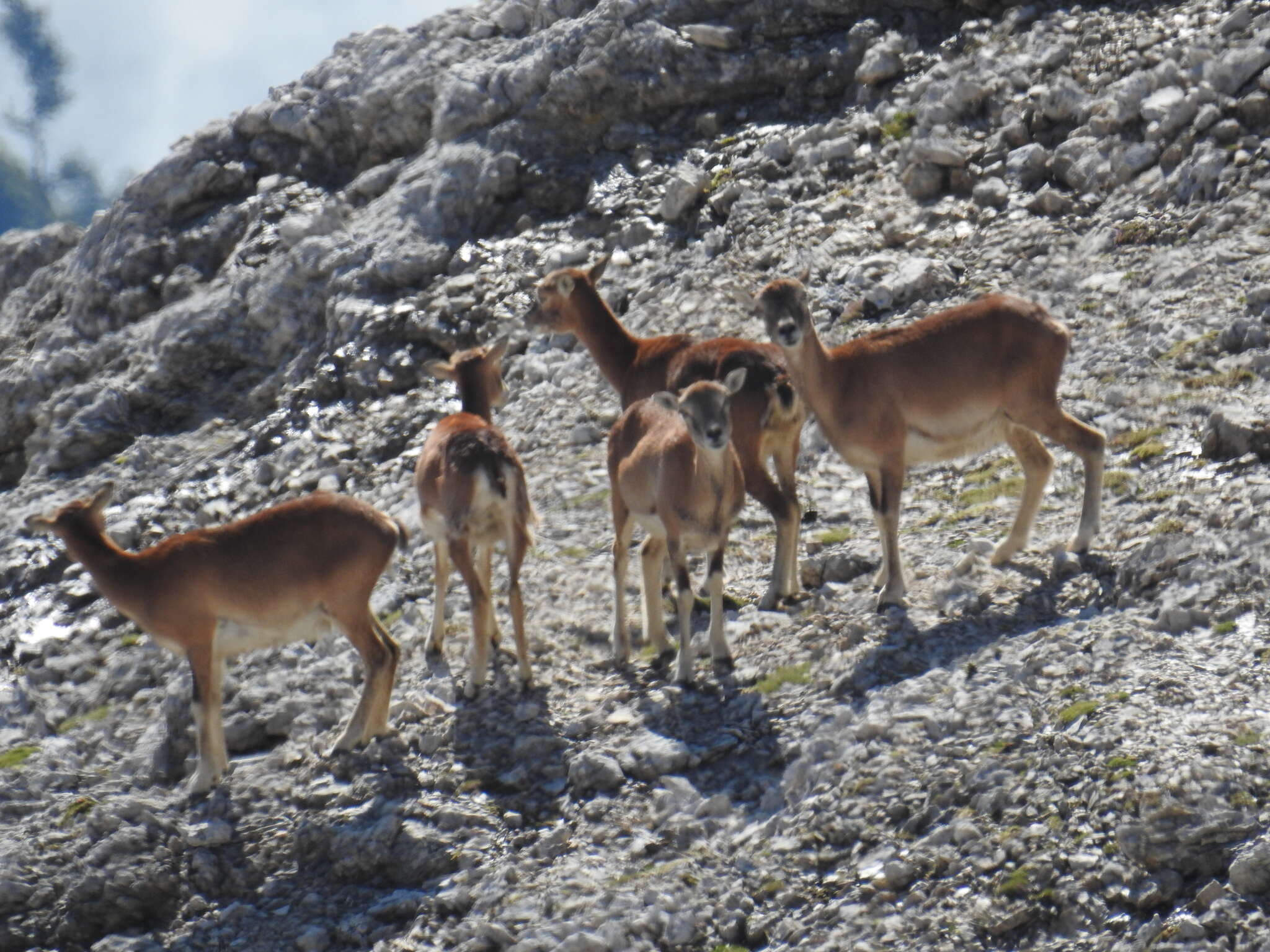 Plancia ëd Ovis aries musimon (Pallas 1811)