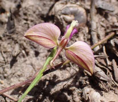 Image of Polygala refracta Burch. ex DC.