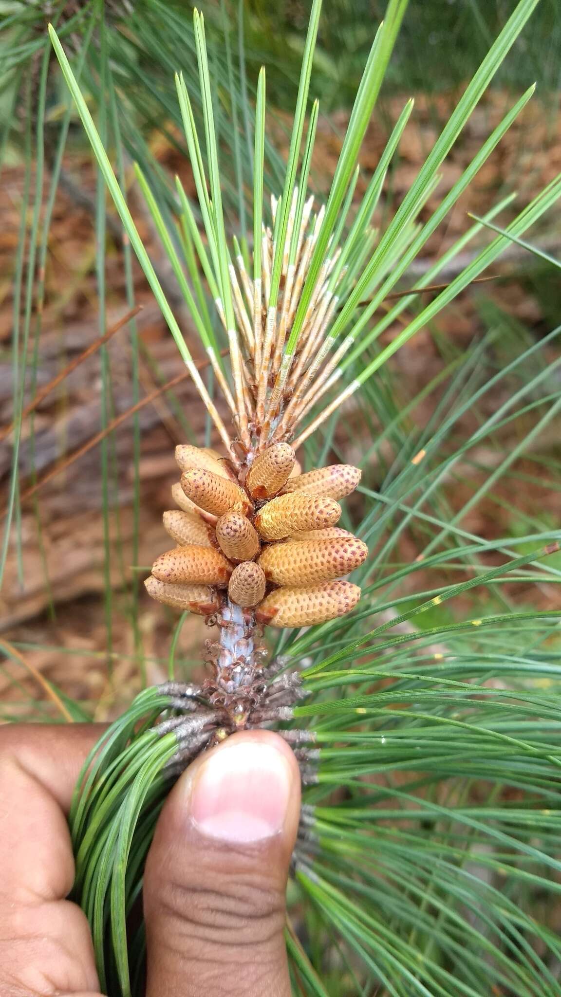 Image of Schwerdtfeger's Pine