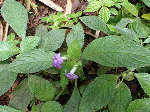 Image of Chrysothemis melittifolia