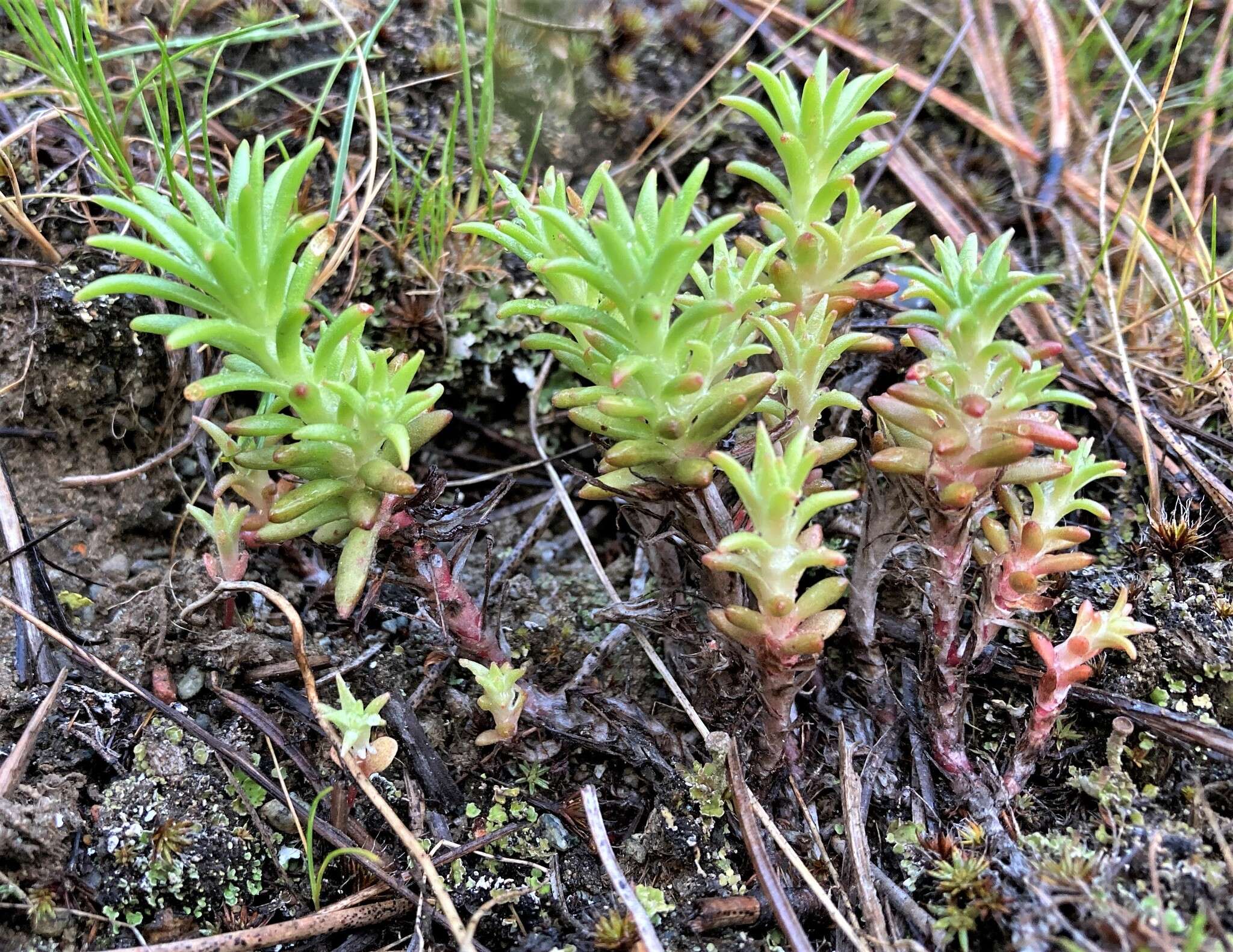 Слика од Sedum stenopetalum subsp. stenopetalum