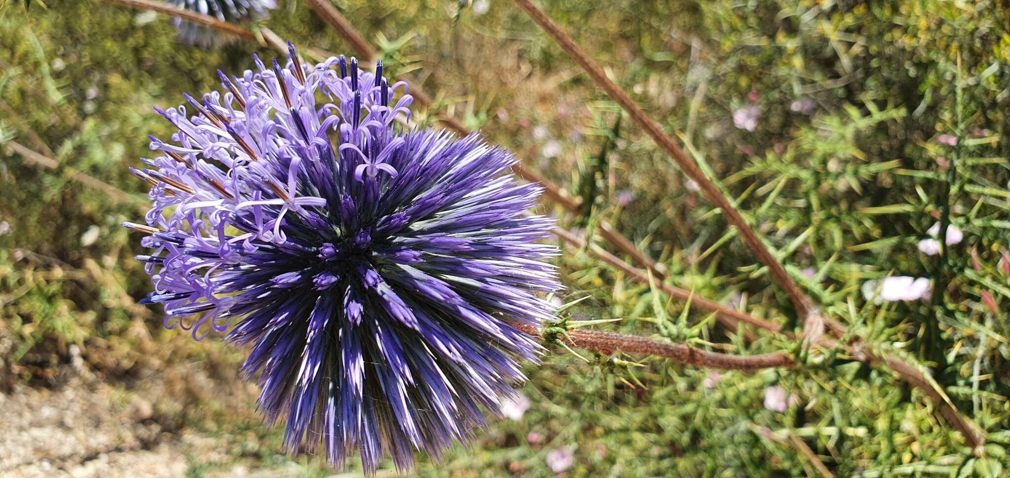 Image de Echinops adenocaulos Boiss.