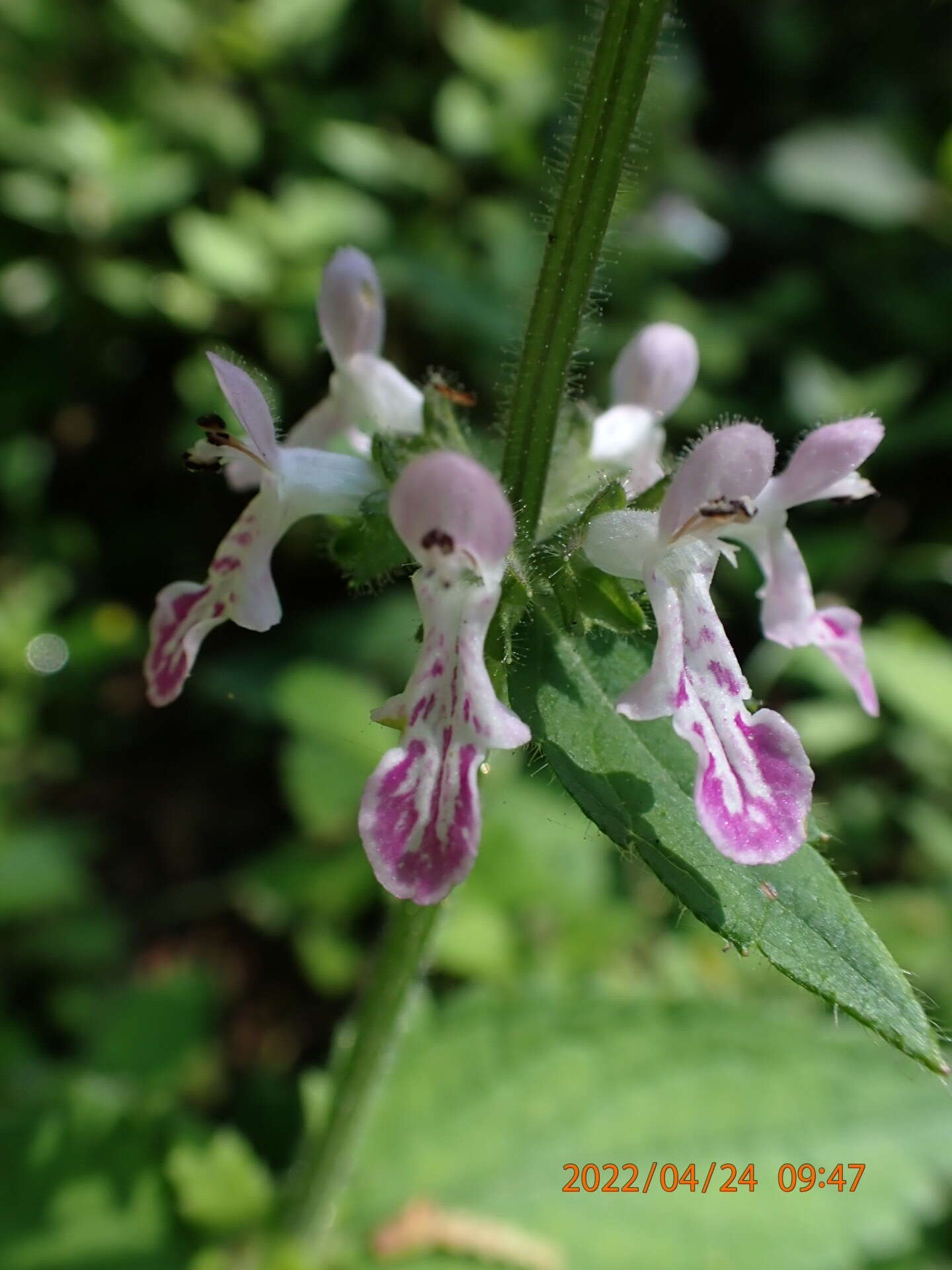 Stachys geobombycis C. Y. Wu resmi