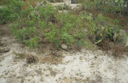 صورة Echinocereus fitchii subsp. albertii