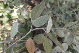 Image of Rhynchosia nitens Harv.