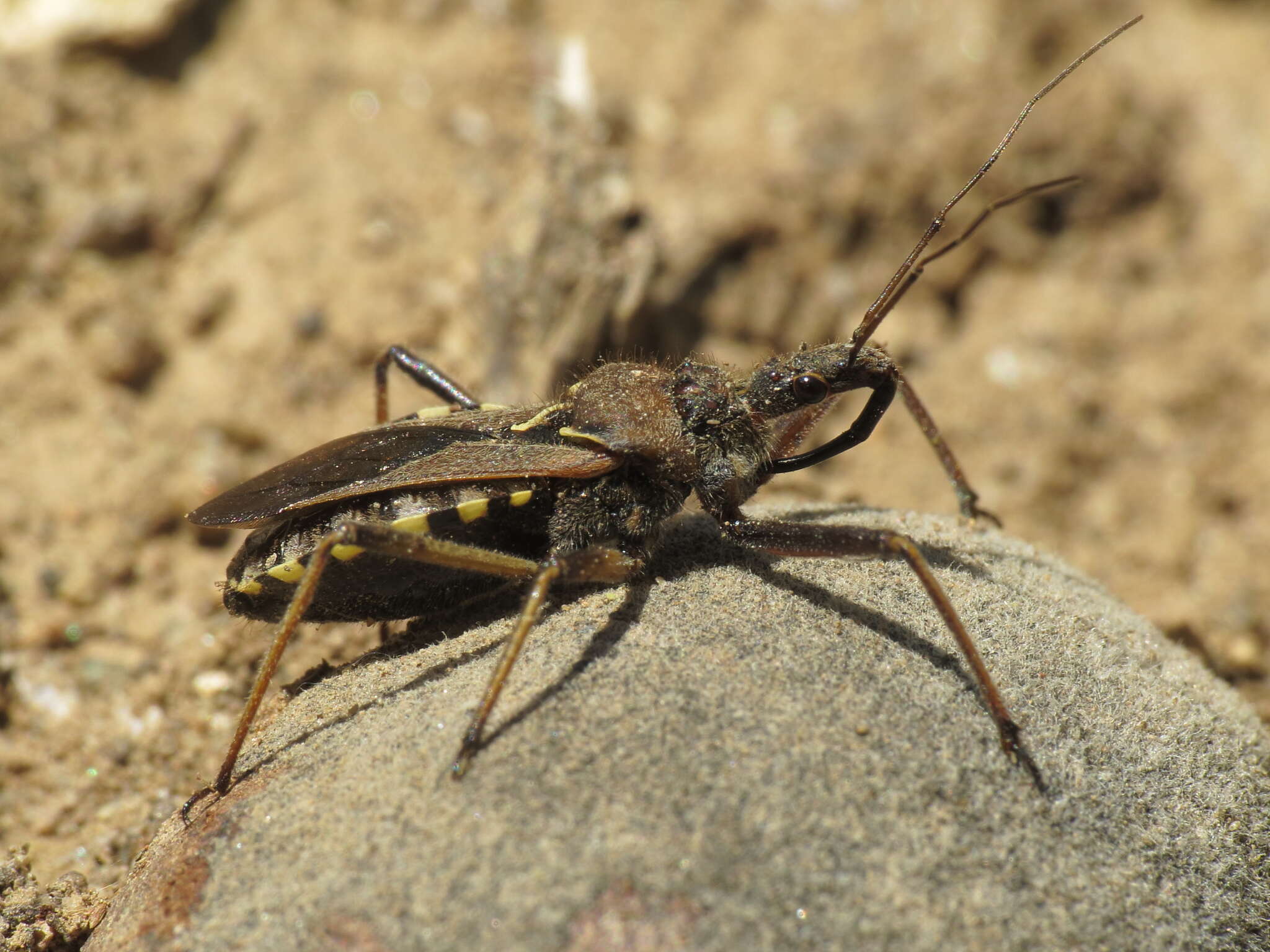 Plancia ëd Rhynocoris erythropus (Linnaeus 1767)