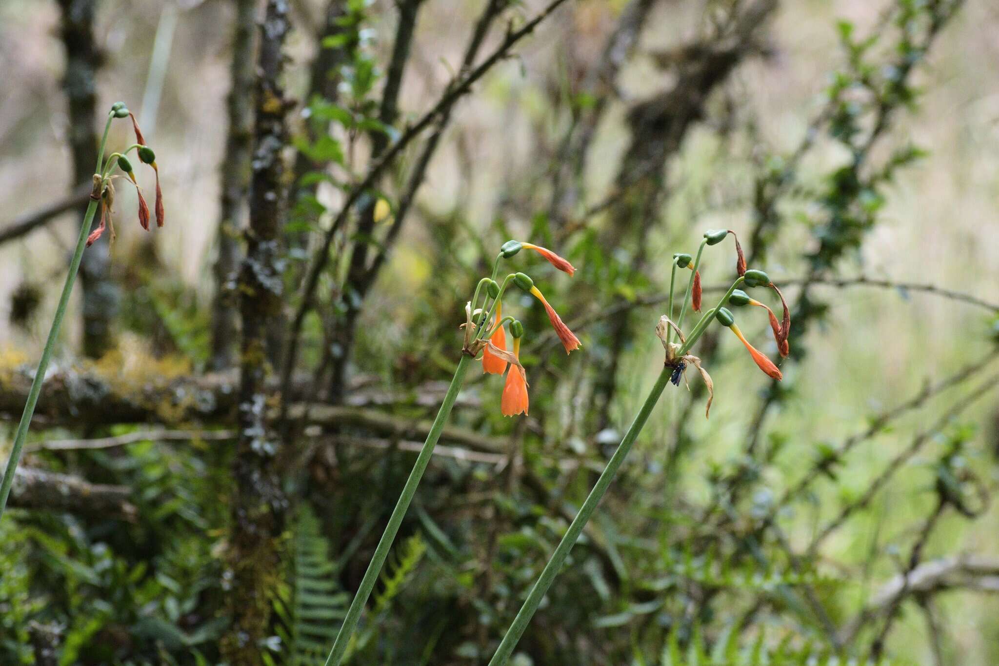 Image of Stenomesson aurantiacum (Kunth) Herb.