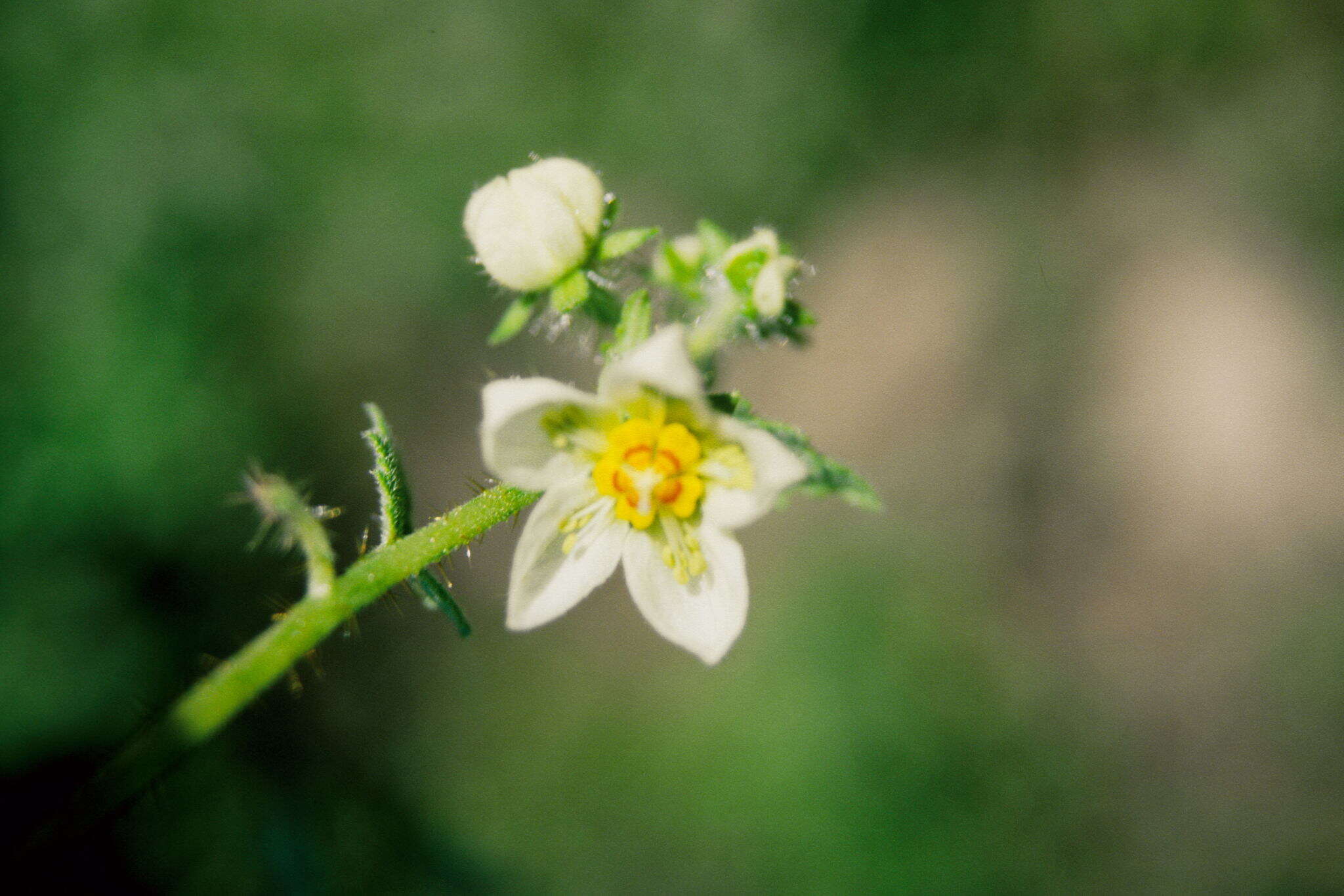 Image of Nasa chenopodiifolia (Desr.) Weigend