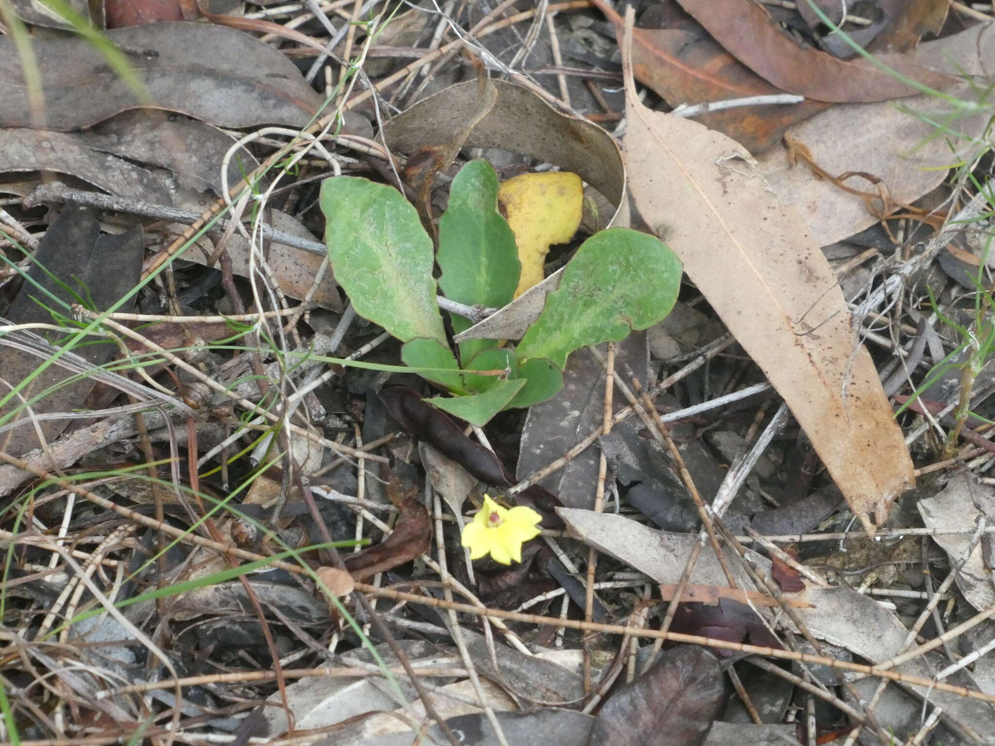 Image de Goodenia mystrophylla