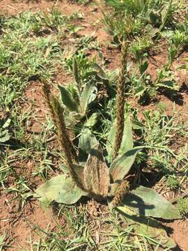 Image of Plantago tomentosa Lam.