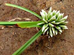 Image de Cyperus dubius var. dubius