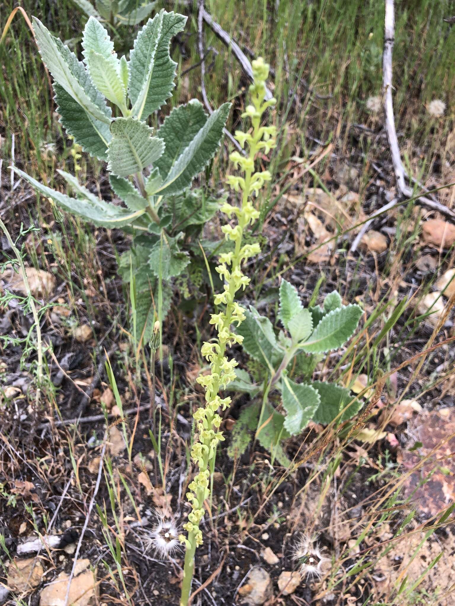 Plancia ëd Platanthera cooperi (S. Watson) R. M. Bateman