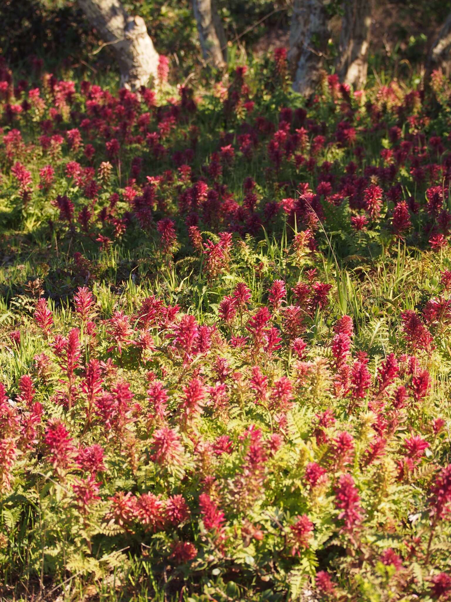 Слика од Pedicularis densiflora Benth.