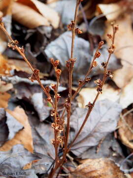 Слика од Epifagus