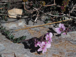 Image de Heliophila cedarbergensis Marais